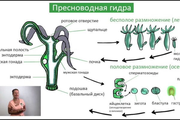 Кракен zerkalo pw