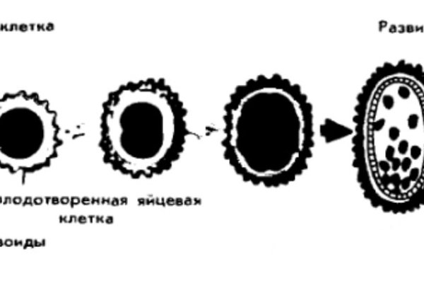 Кракен купить меф