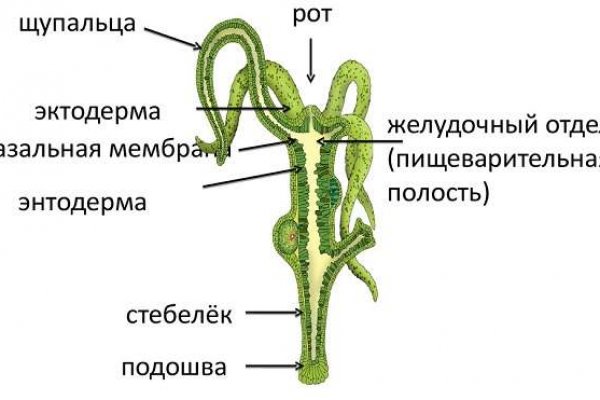 Кракена net